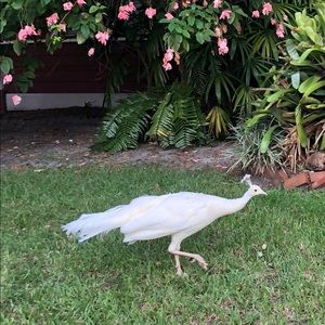 Meet your Posher, Roni